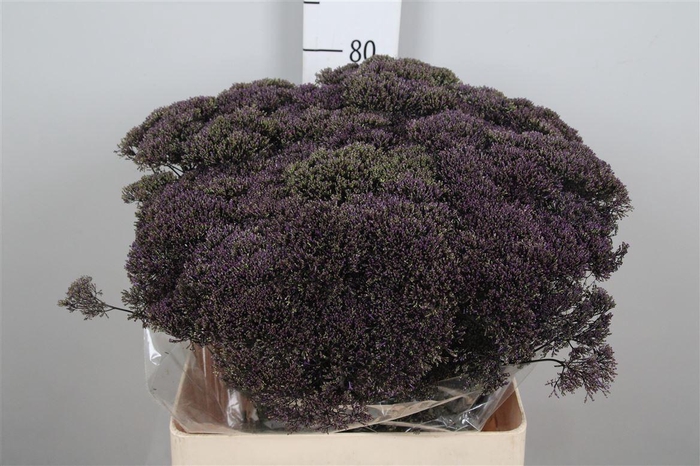 <h4>Trach Lake Superior</h4>