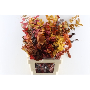 Euca Stuartiana Autumn 200 Gram