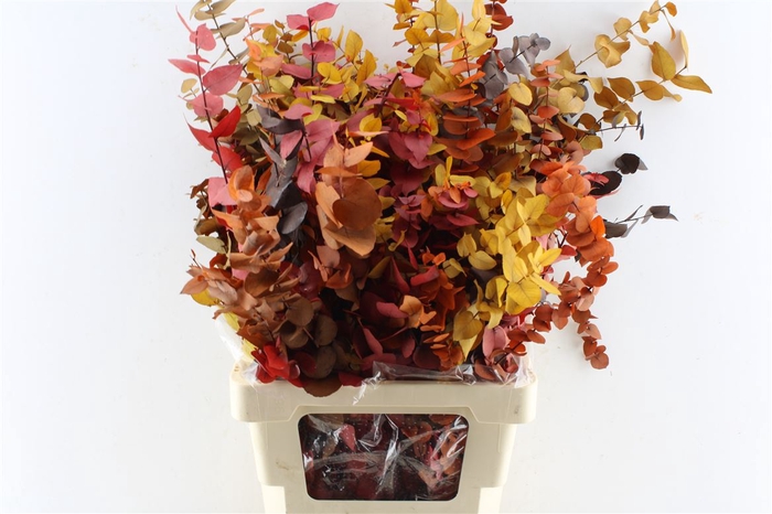 <h4>Euca Stuartiana Autumn 200 Gram</h4>