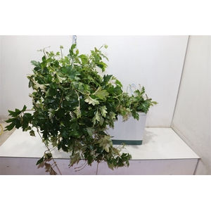 Cissus Rh Ellen Dan