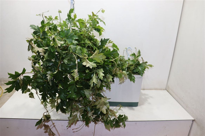 <h4>Cissus Rh Ellen Dan</h4>