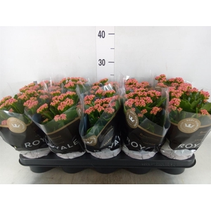 Kalanchoe blos. 'RosDon Victorio'