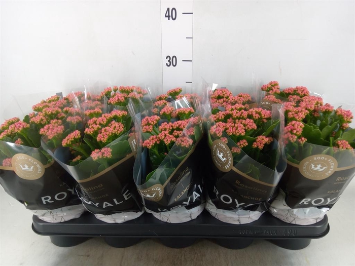 <h4>Kalanchoe blos. 'RosDon Victorio'</h4>