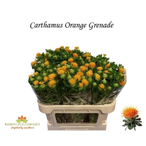 CARTH T ORANGE GRENA