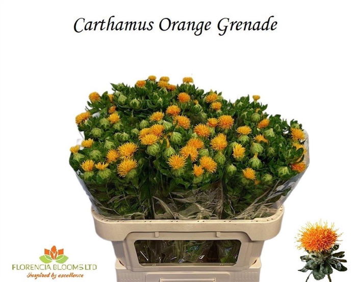 <h4>CARTH T ORANGE GRENA</h4>