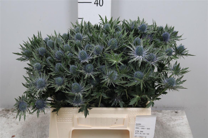 <h4>Eryn Aquarius Qstar</h4>