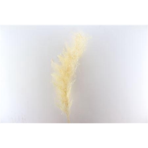 Pres Asparagus Bleached Bunch