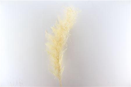 <h4>Pres Asparagus Bleached Bunch</h4>