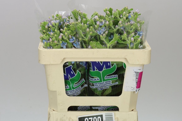 <h4>Oxypetalum Coeruleum</h4>