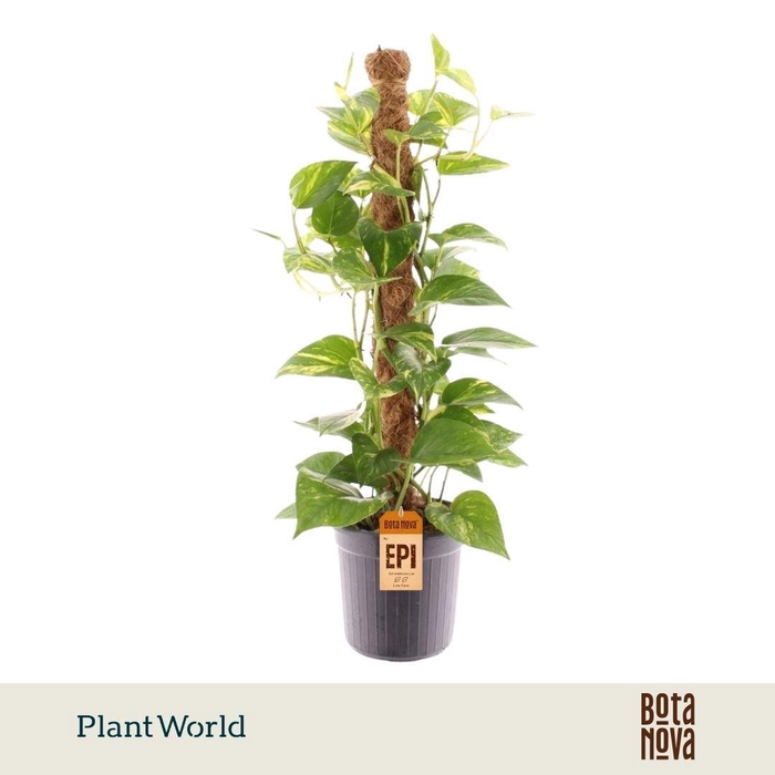 <h4>Epipremnum Hawaien Mosstok</h4>