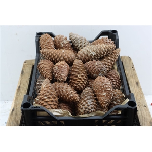Pinea Maritima Naturel X40 Crate