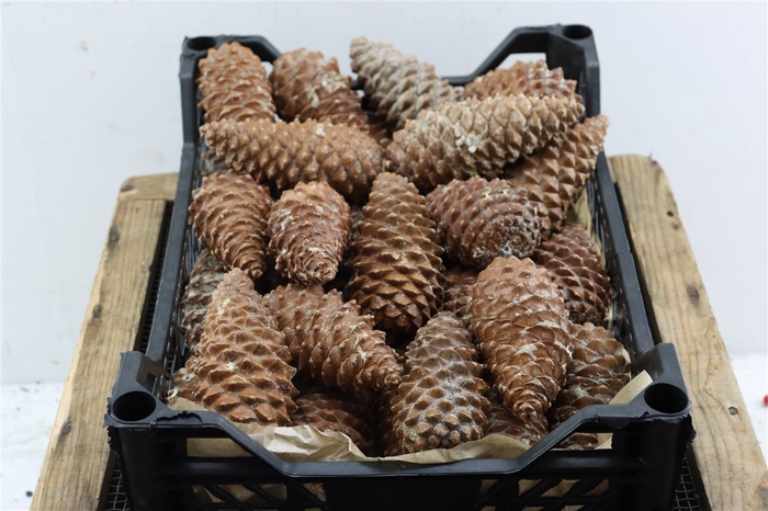 <h4>Pinea Maritima Naturel X40 Crate</h4>