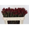 Leucadendron Blush Spray
