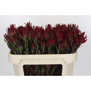 Leucadendron Blush Spray