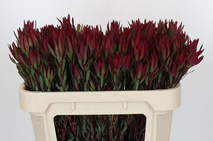 Leucadendron Blush Spray