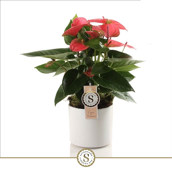 <h4>Bari keramiek White - Pink Champion</h4>