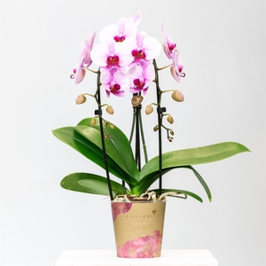 Phalaenopsis  'Elegant Cascade'