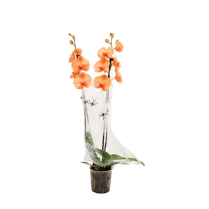 Phal I Am Orange 2T14+ Spider&Web