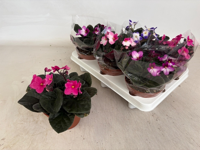 <h4>SAINTP GEM 6 KL</h4>