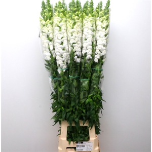 Antir Op White Extra X L