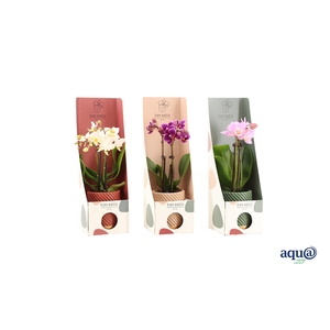 Groovy Autumn Mix Tiny Dolls Mix 2T10+ Aqu@ Tiny Box Autumn Mix