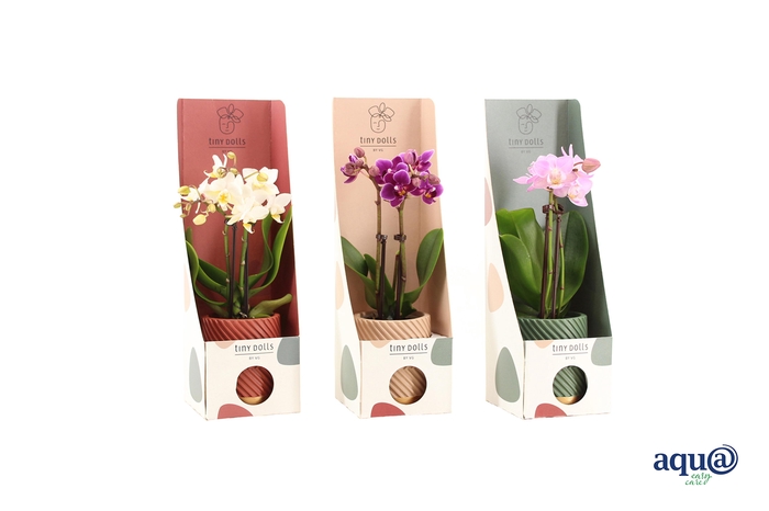 <h4>Groovy Autumn Mix Tiny Dolls Mix 2T10+ Aqu@ Tiny Box Autumn Mix</h4>