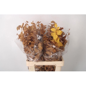 Stabi Stuartiana Yellow Per Bunch