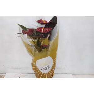 ANTHURIUM DELICATA P17