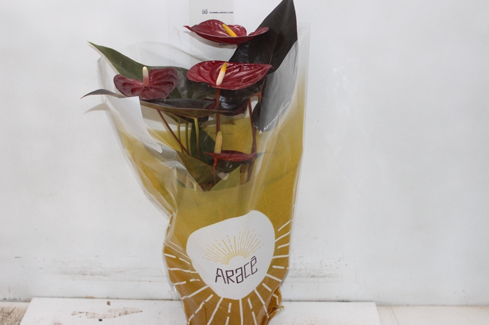 <h4>ANTHURIUM DELICATA P17</h4>