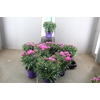 DIANTHUS CA PEMAN