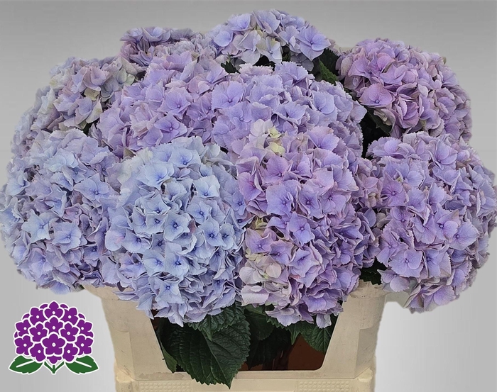 <h4>HYDR M MY MINERVA</h4>