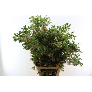 Enkianthus 130cm P Stem