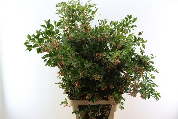 <h4>Enkianthus 130cm P Stem</h4>