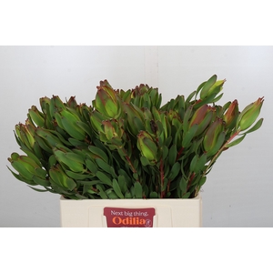 Leucadendron Laurel Yellow Spray