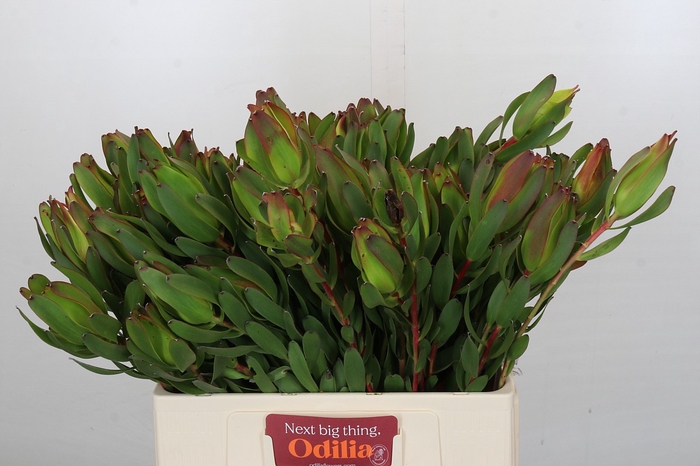 Leucadendron Laurel Yellow Spray