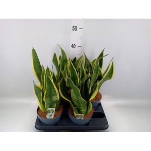 Sansevieria trifa. 'Futura Superba'
