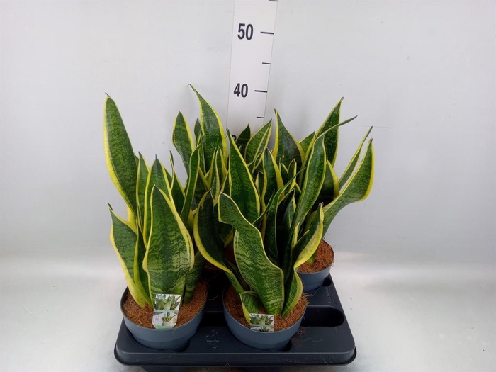 <h4>Sansevieria trifa. 'Futura Superba'</h4>