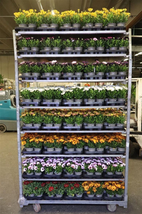 <h4>Osteo Mixk 1 Kleur Per Tray</h4>