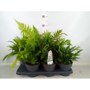 Ferns   ...mix