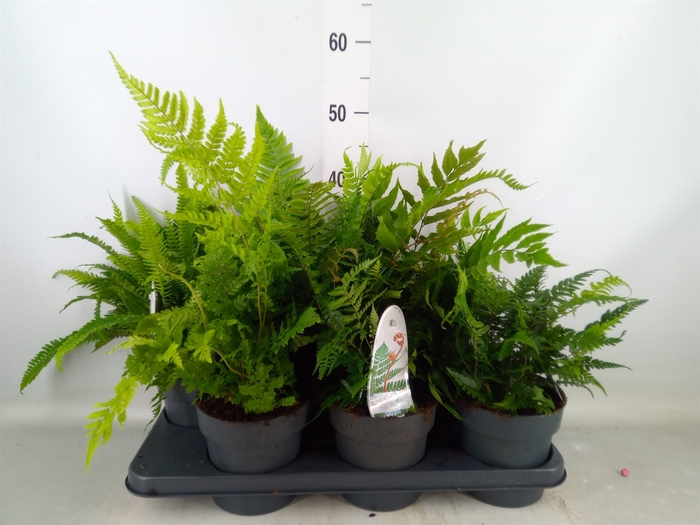 <h4>Ferns   ...mix</h4>