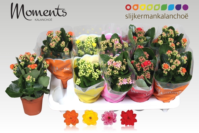 <h4>KAL GE GEM 4 KL</h4>