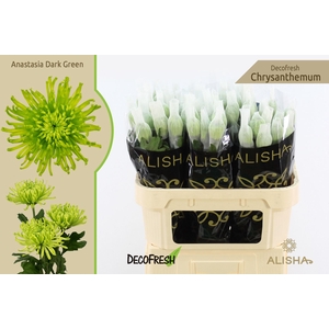 Chr G Anastasia Dark Green