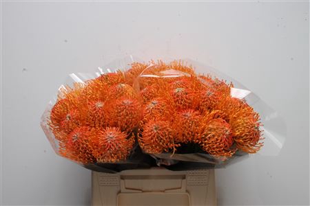 Leuco Ayoba Orange