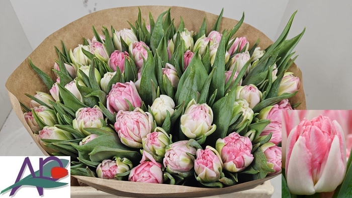 <h4>TU DU FOXTROT</h4>