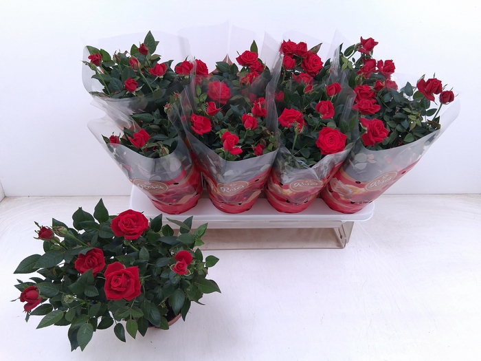 <h4>RO FAV RO RED</h4>