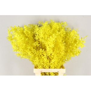 PF Ruscus 70cm Bs Yellow