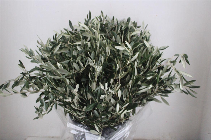 <h4>Olive 400gr P/b</h4>