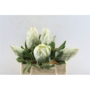 Protea Cy Full Moon