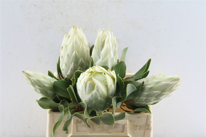 <h4>Protea Cy Full Moon</h4>