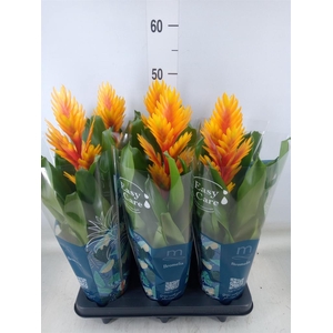 Vriesea  'Intenso Flame'